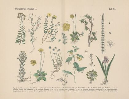 Lehrbuch der praktischen Pflanzenkunde in Wort und Bild Pl.34