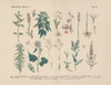 Lehrbuch der praktischen Pflanzenkunde in Wort und Bild Pl.35