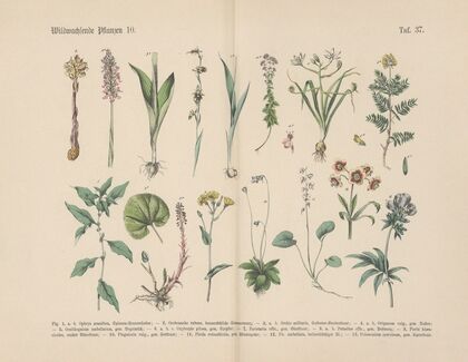 Lehrbuch der praktischen Pflanzenkunde in Wort und Bild Pl.37