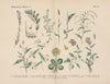 Lehrbuch der praktischen Pflanzenkunde in Wort und Bild Pl.38