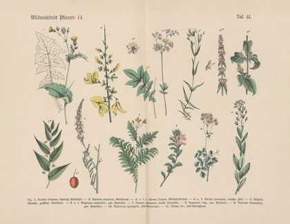 Lehrbuch der praktischen Pflanzenkunde in Wort und Bild Pl.41