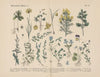 Lehrbuch der praktischen Pflanzenkunde in Wort und Bild Pl.42