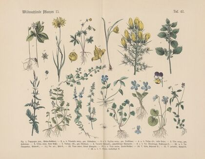 Lehrbuch der praktischen Pflanzenkunde in Wort und Bild Pl.42