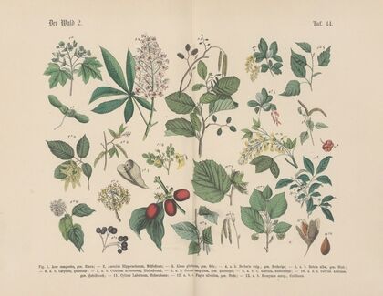 Lehrbuch der praktischen Pflanzenkunde in Wort und Bild Pl.44