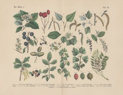 Lehrbuch der praktischen Pflanzenkunde in Wort und Bild Pl.46