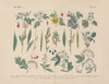 Lehrbuch der praktischen Pflanzenkunde in Wort und Bild Pl.47
