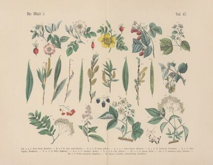 Lehrbuch der praktischen Pflanzenkunde in Wort und Bild Pl.47