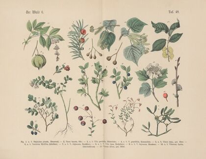 Lehrbuch der praktischen Pflanzenkunde in Wort und Bild Pl.48