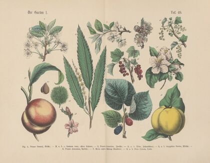 Lehrbuch der praktischen Pflanzenkunde in Wort und Bild Pl.49