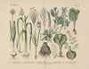Lehrbuch der praktischen Pflanzenkunde in Wort und Bild Pl.50