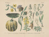 Lehrbuch der praktischen Pflanzenkunde in Wort und Bild Pl.51