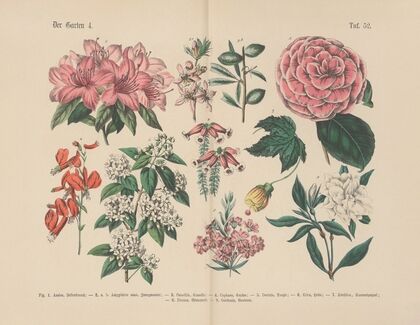 Lehrbuch der praktischen Pflanzenkunde in Wort und Bild Pl.52