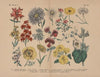 Lehrbuch der praktischen Pflanzenkunde in Wort und Bild Pl.56