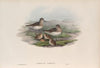 Leimonites Temminckii. Temminck’s Stint. (1862-1873)