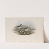 Leimonites Temminckii. Temminck’s Stint. (1862-1873) by John Gould