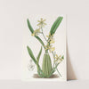Lemon-coloured Oncidium (1815-1819) by Sydenham Edwards