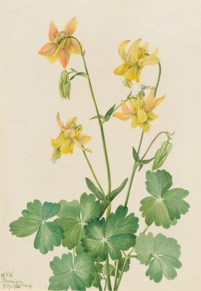 Lemon Columbine (Aquilegia flavescens) (1925)