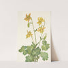 Lemon Columbine. Aquilegia flavescens (1925) by Mary Vaux Walcott