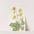 Lemon Columbine. Aquilegia flavescens (1925) by Mary Vaux Walcott