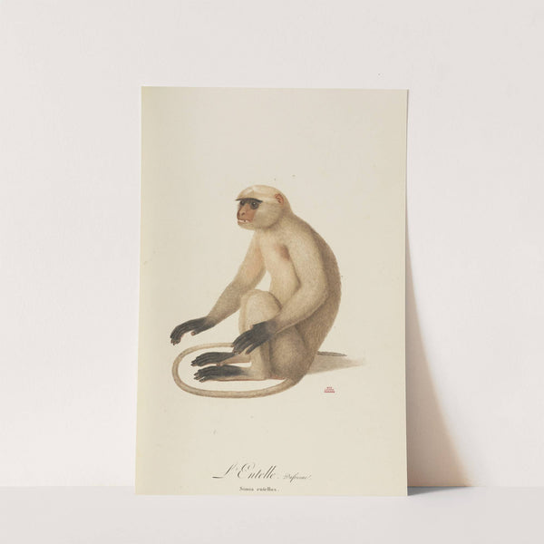 L’Entelle by Jean-Baptiste Audebert