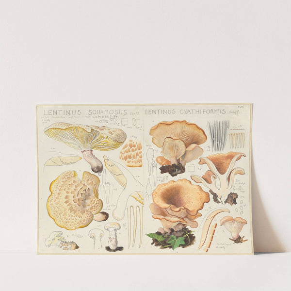 Lentinus squamosus, Lentinus cyathiformis (1915-1945) by Hans Walty