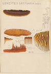 Lenzites saepiaria (1915-1945)