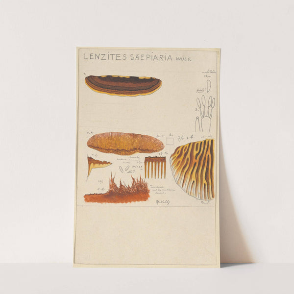 Lenzites saepiaria (1915-1945) by Hans Walty