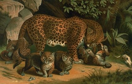 Leopard.