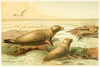 Leopard Seal