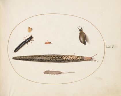 Leopard Slug, Ground Beetle Larva, a Rat-tailed Maggot, and Other Creatures (1575-1590)