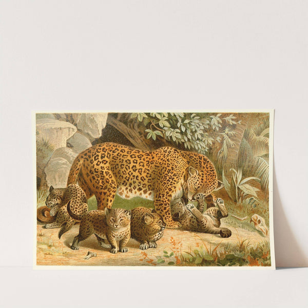 Leopards by Anonymous