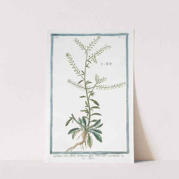 Lepidium, sive Tberis herbacea, foliis Lanceolatis acuminatis - Tberis. (Garden Cress) by Giorgio Bonelli