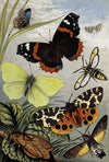 Lepidoptera