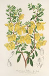 Lepidostemon penstemonoides (Penstemon Lobbii)