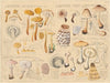 Lepiota amianthina, Lepiota cristata (1915-1945)
