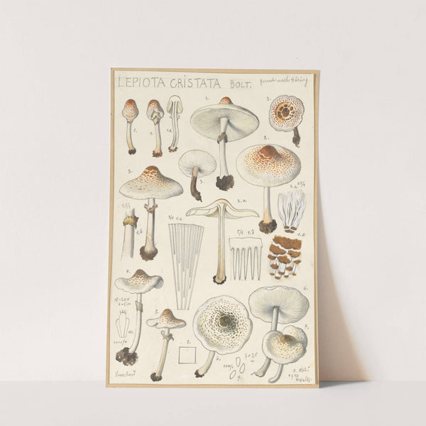 Lepiota cristata (1915-1945) by Hans Walty