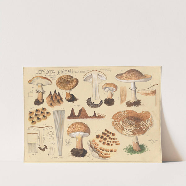 Lepiota friesii Lasch. (1915-1945) by Hans Walty