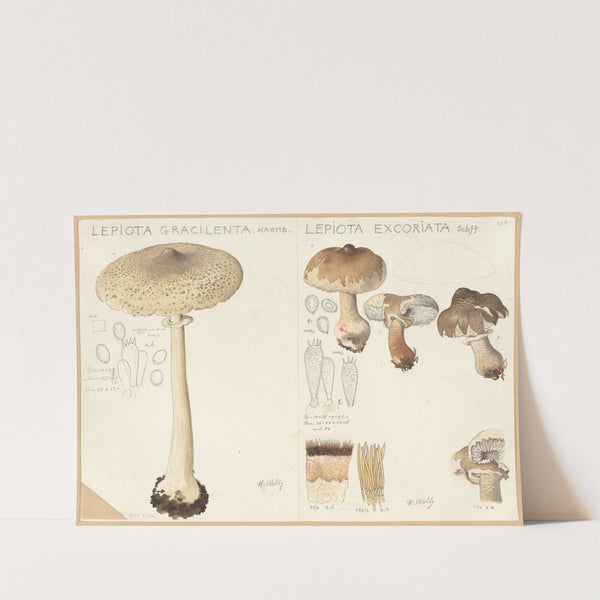 Lepiota gracilenta, Lepiota excoriata (1915-1945) by Hans Walty