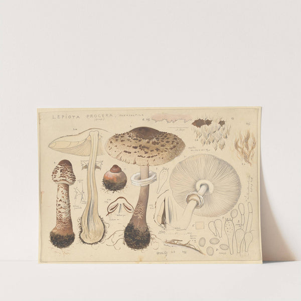 Lepiota procera (Scop.) (1915-1945) by Hans Walty