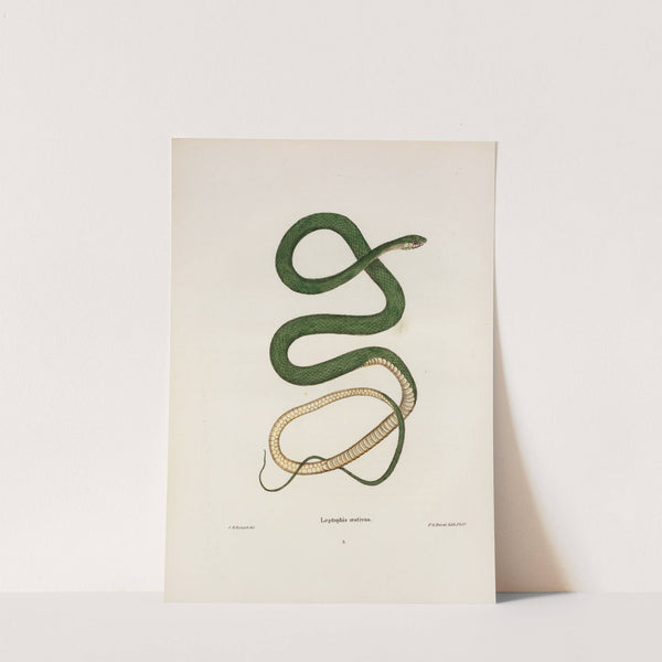 Leptophis oestivus. by John Edwards Holbrook