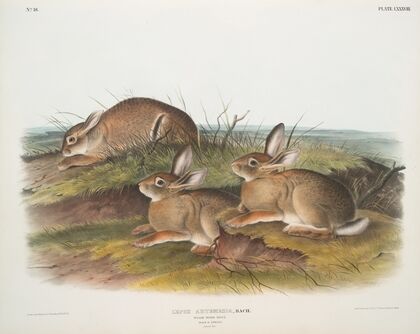 Lepus artemesia, Warm Wood HAre. (Male & female. Natural size.)
