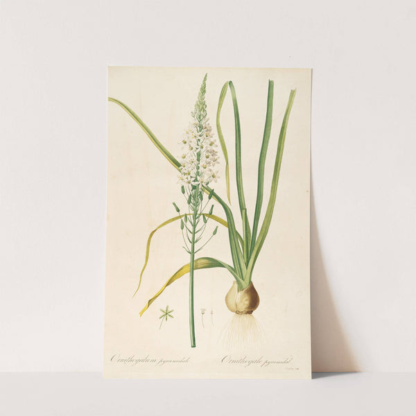 Les liliacees Pl.02 (1805-1816) by Pierre Joseph Redouté