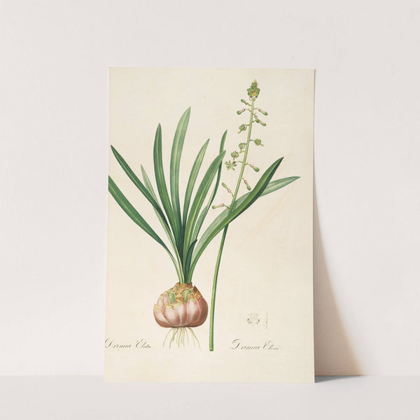 Les liliacees Pl.10 (1805-1816) by Pierre Joseph Redouté
