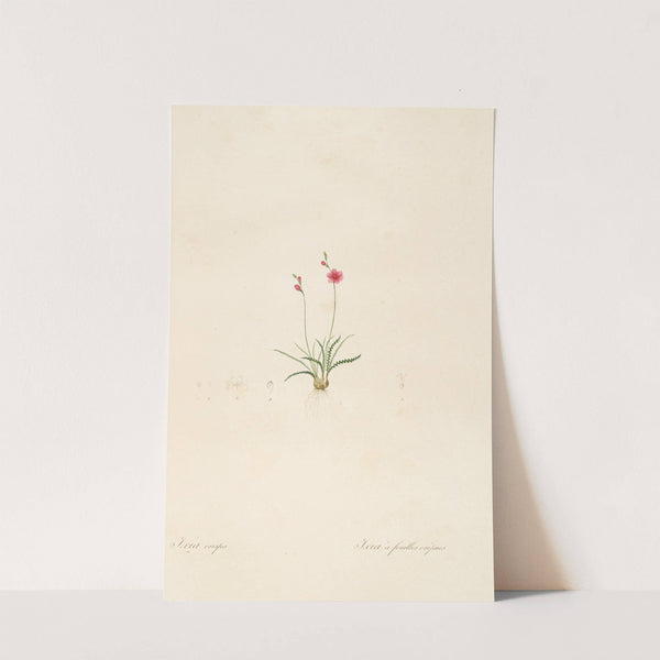 Les liliacees Pl.13 (1805-1816) by Pierre Joseph Redouté