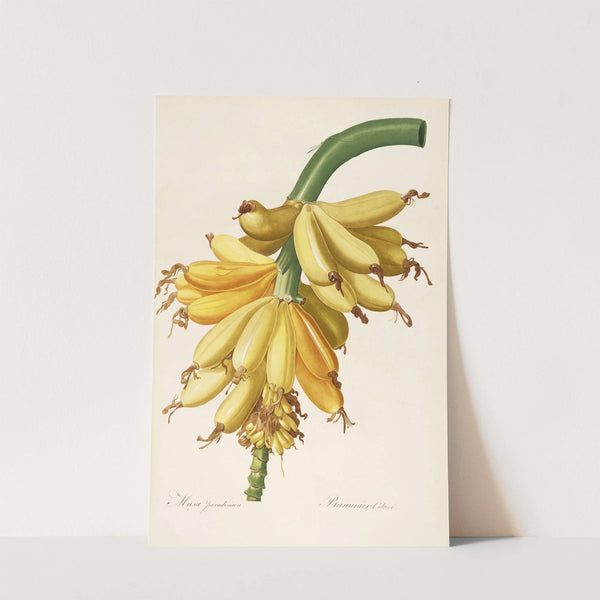 Les liliacees Pl.23 (1805-1816) by Pierre Joseph Redouté