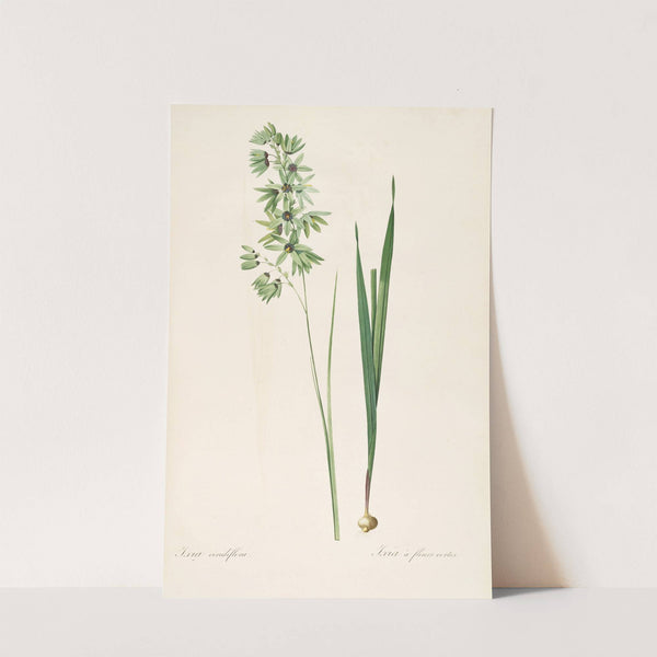 Les liliacees Pl.45 (1805-1816) by Pierre Joseph Redouté