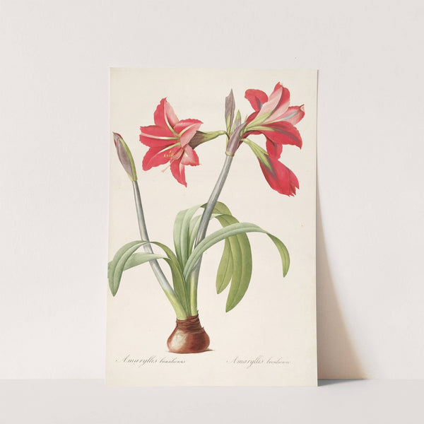 Les liliacees Pl.48 (1805-1816) by Pierre Joseph Redouté