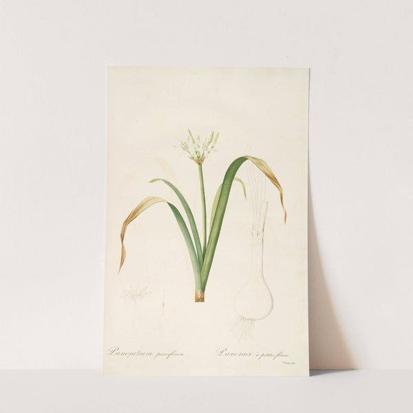 Les liliacees Pl.50 (1805-1816) by Pierre Joseph Redouté