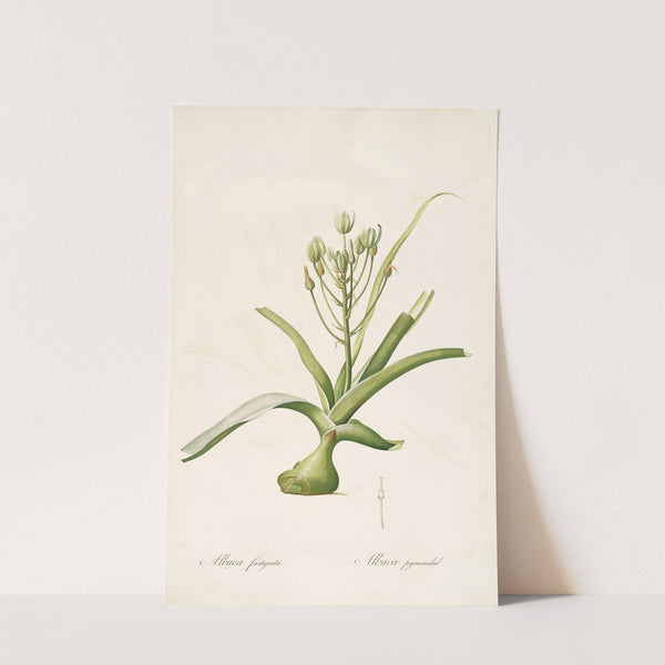 Les liliacees Pl.53 by Pierre Joseph Redouté