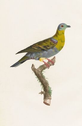 Les pigeons Pl.01